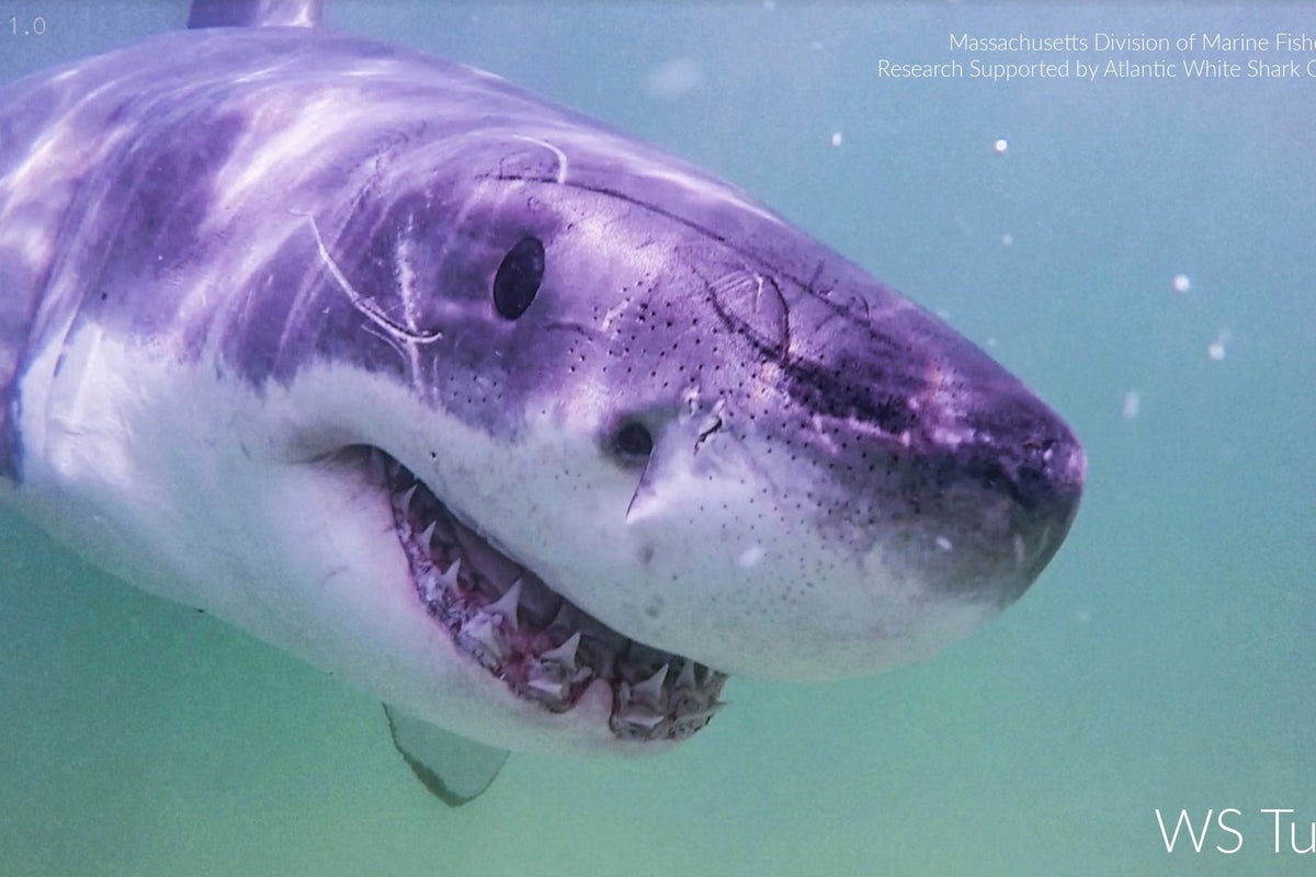 Great white sharks head north, following seals and alarming beachgoers