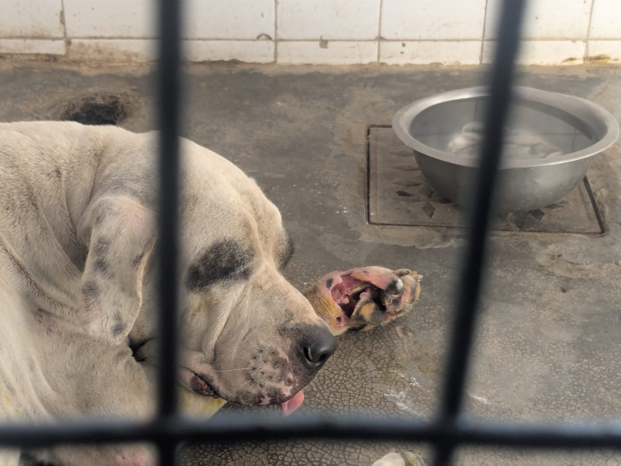 A pitbull with maggots was found abandoned outside a dog shelter on 19 August 2025. Caretaker says, he has not been eating meals