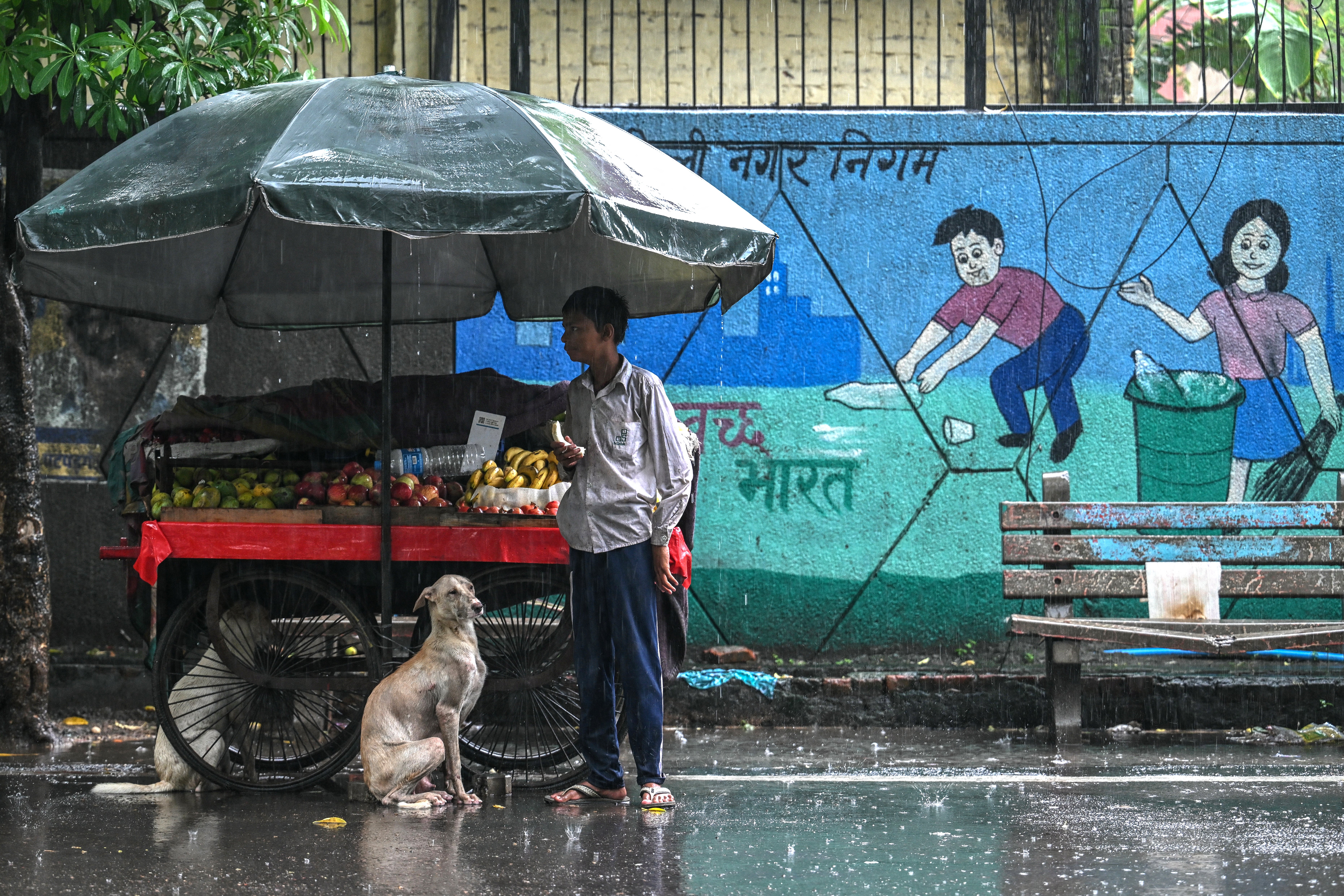 Stray dogs are seen taking shelter under a fruit cart along a road during rainfall in New Delhi on 14 August 2025