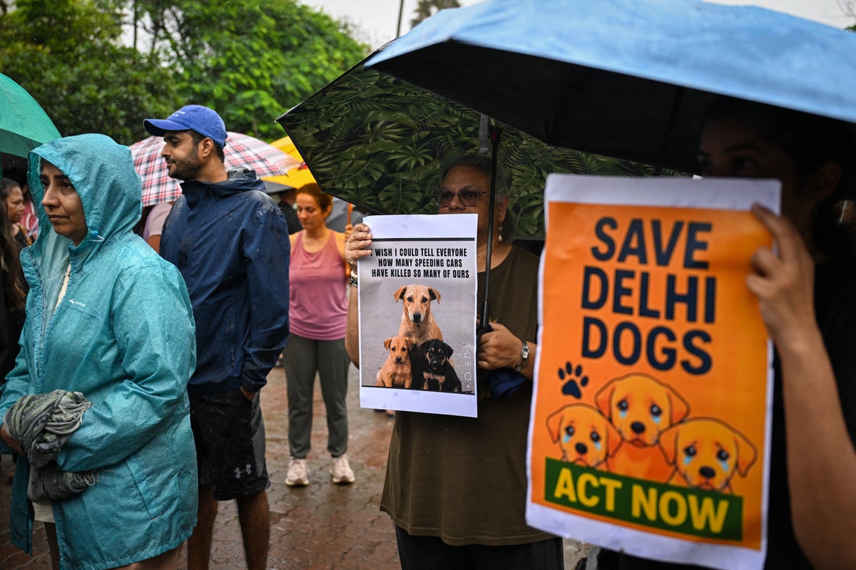 India’s top court ordered 1 million stray dogs be removed from the streets. The backlash was immediate