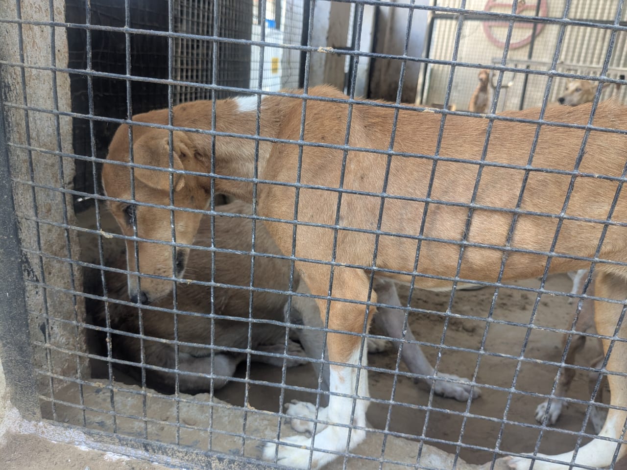 A stray standing on the ledge inside the shelter, visibly scared of visitors