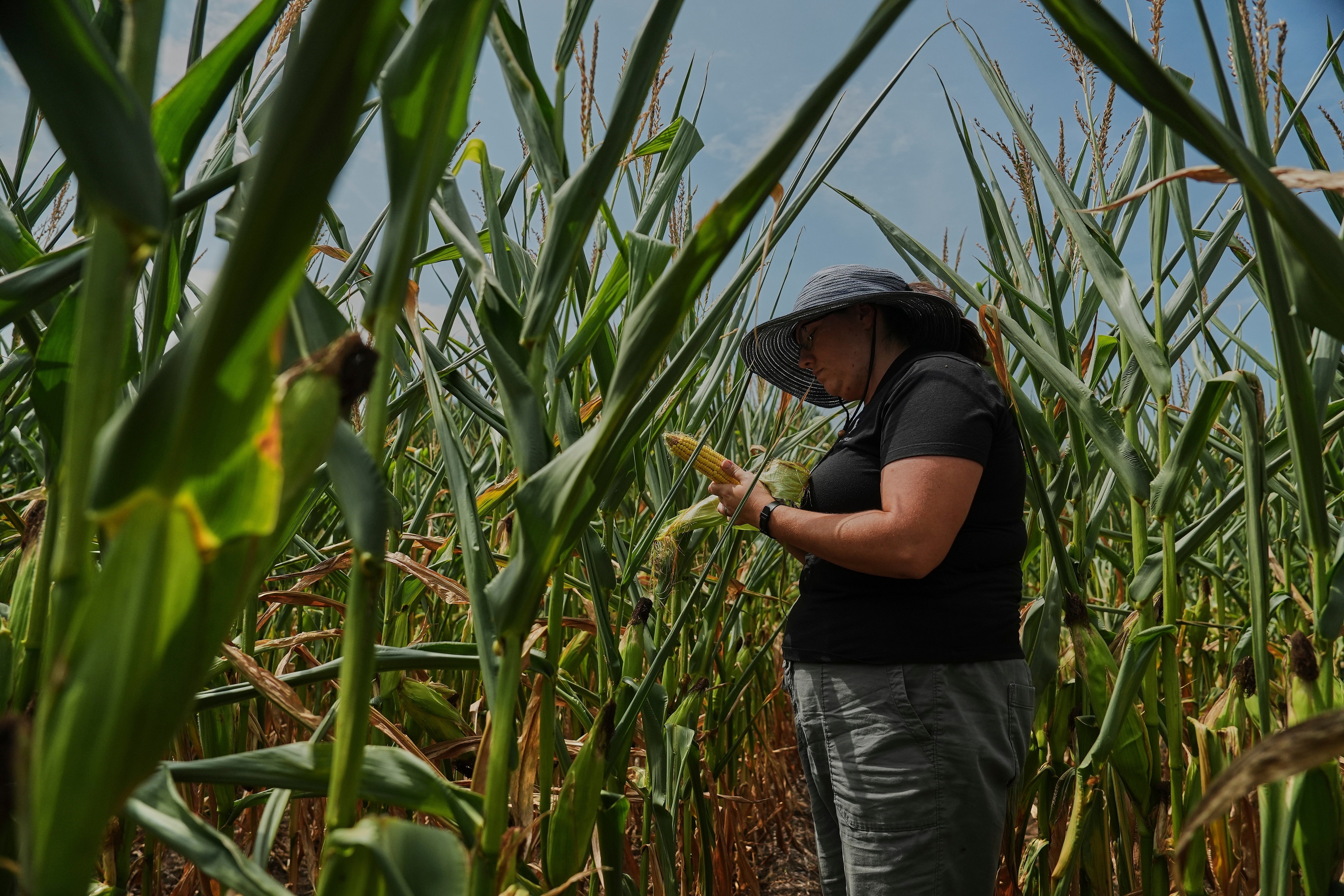 Climate Patchy Corn Pollination