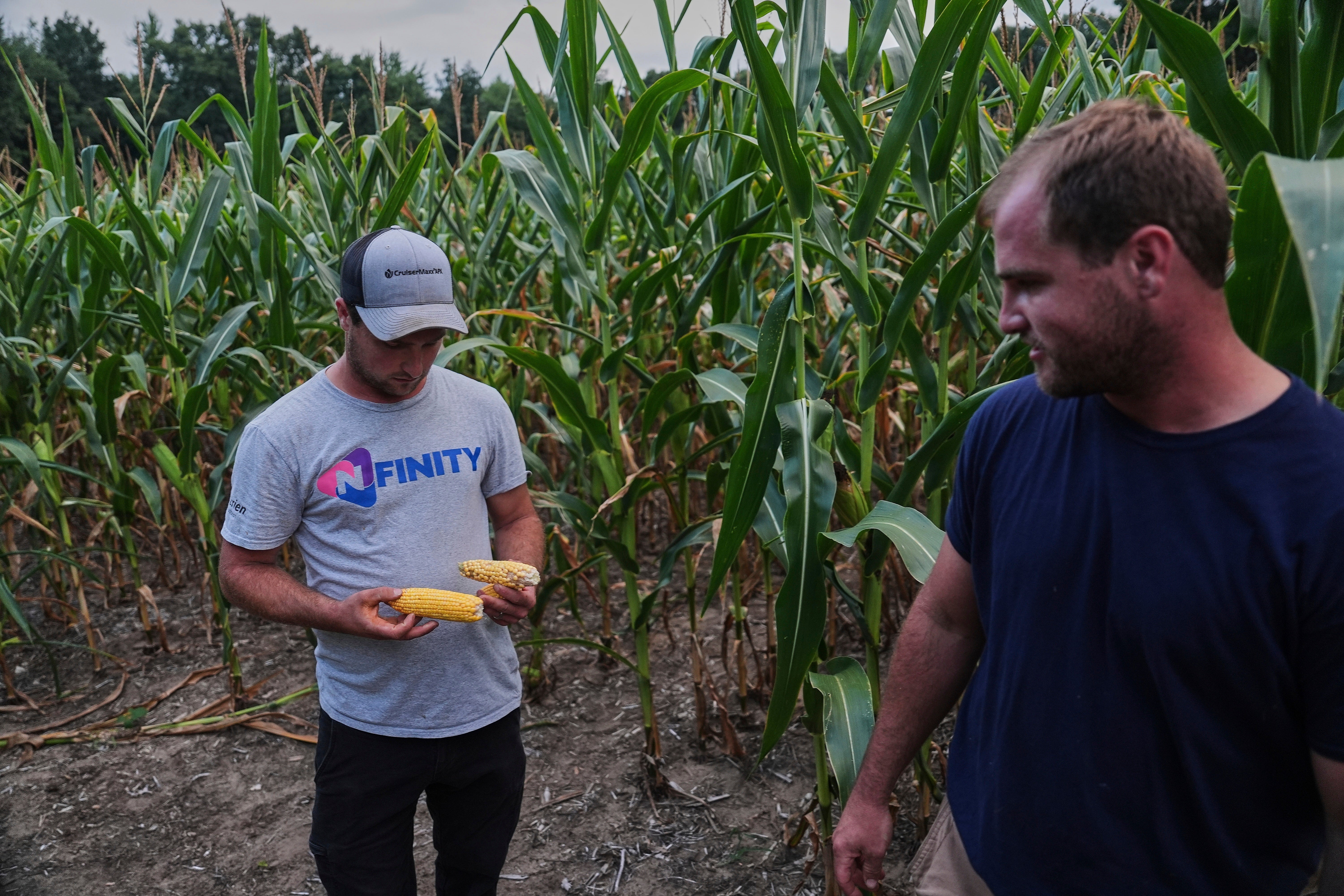 Climate Patchy Corn Pollination