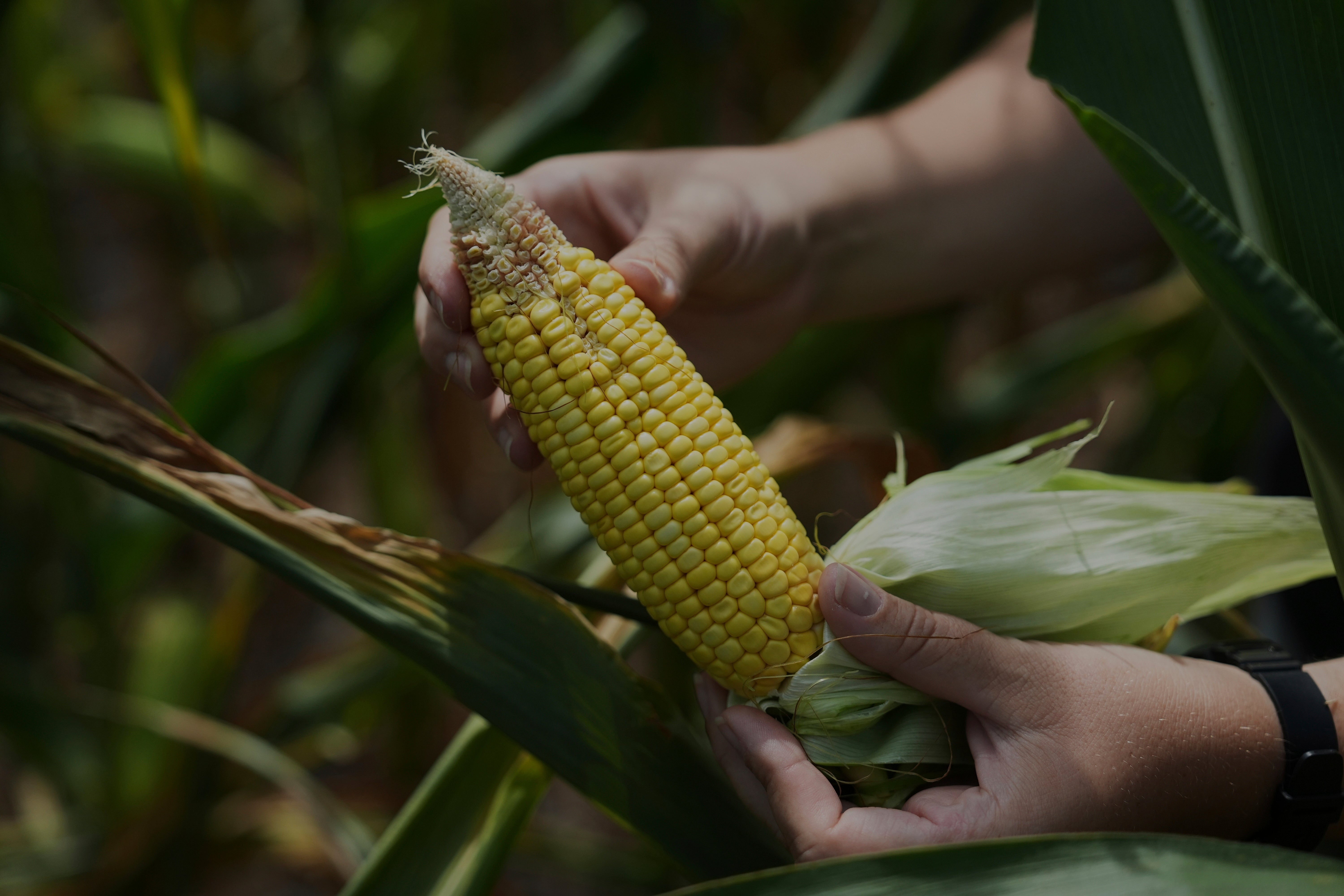 Climate Patchy Corn Pollination
