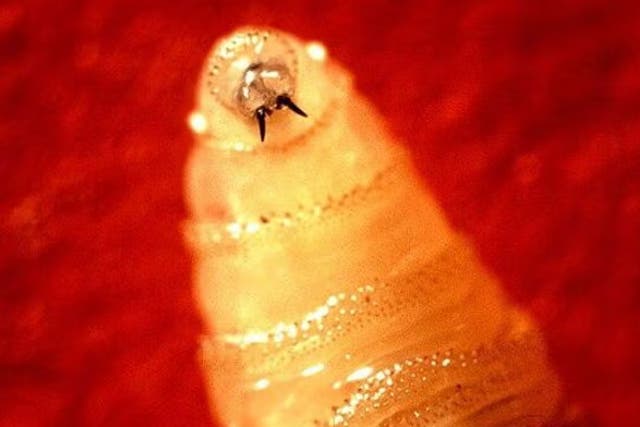<p>New World Screwworm cases have surged by 53% in animals in Mexico</p>