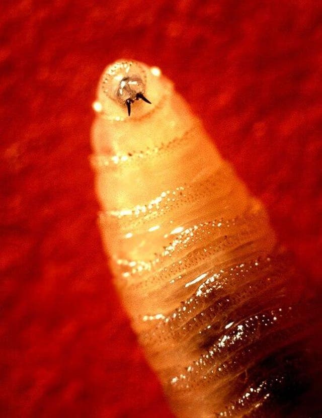 <p>Screwworm</p>