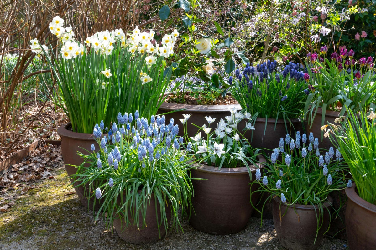 Top bulbs to plant in autumn for spring colour