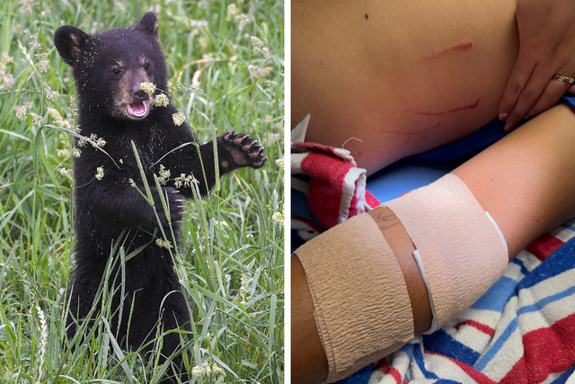 <p>A Ring doorbell footage captured the juvenile bear attacking Rojas </p>