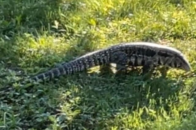 <p>La policía advierte que un gran lagarto agresivo anda suelto en un pueblo de Maine</p>
