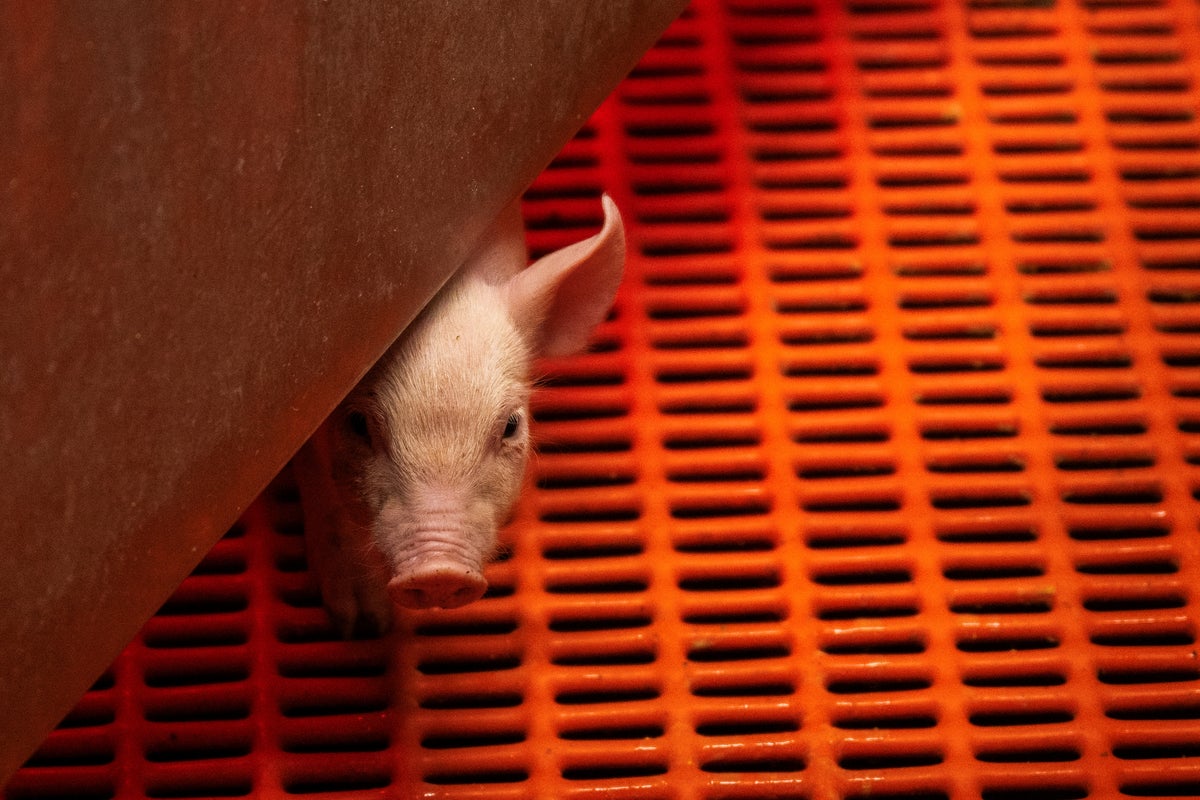 Scientists perform world’s first pig-to-human lung transplant