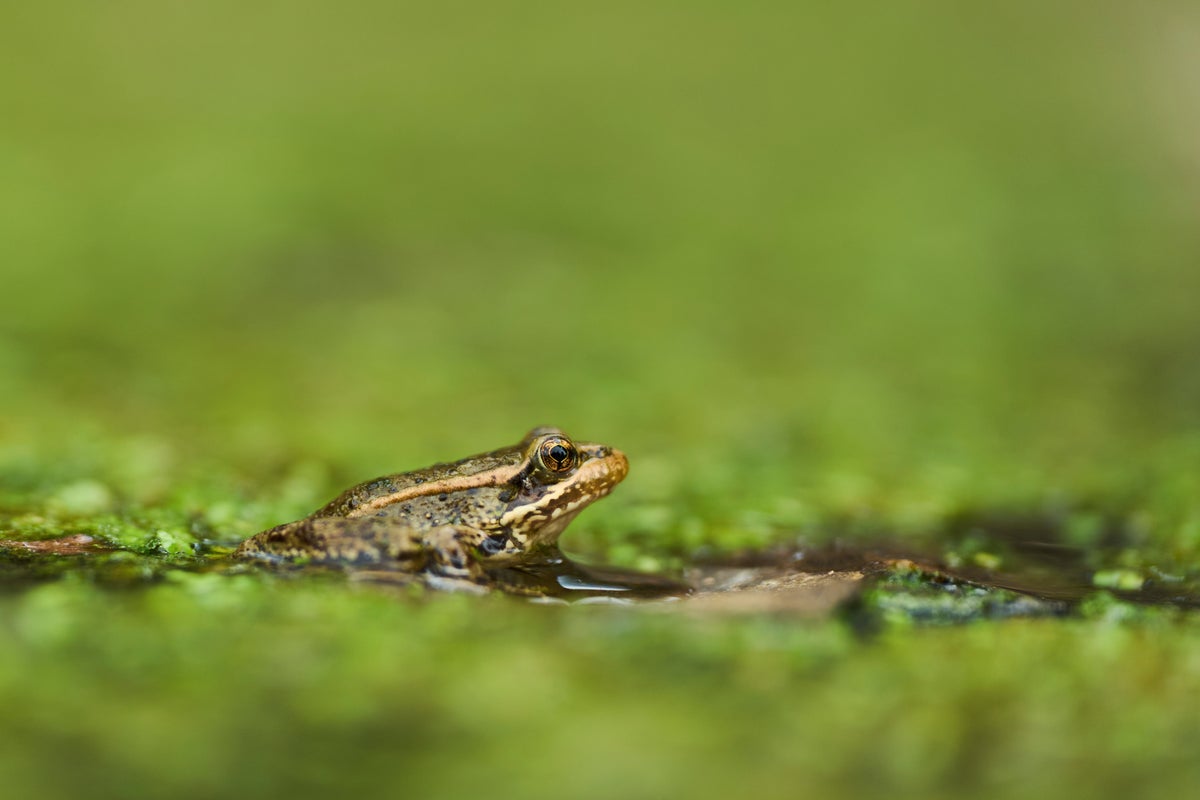 Trump’s walls threaten wildlife on the US-Mexico border. This frog could counter the trend