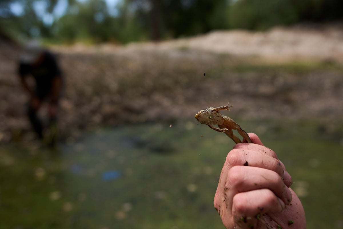 Photos of red-legged frog, which conservationists are working to restore to its California habitat