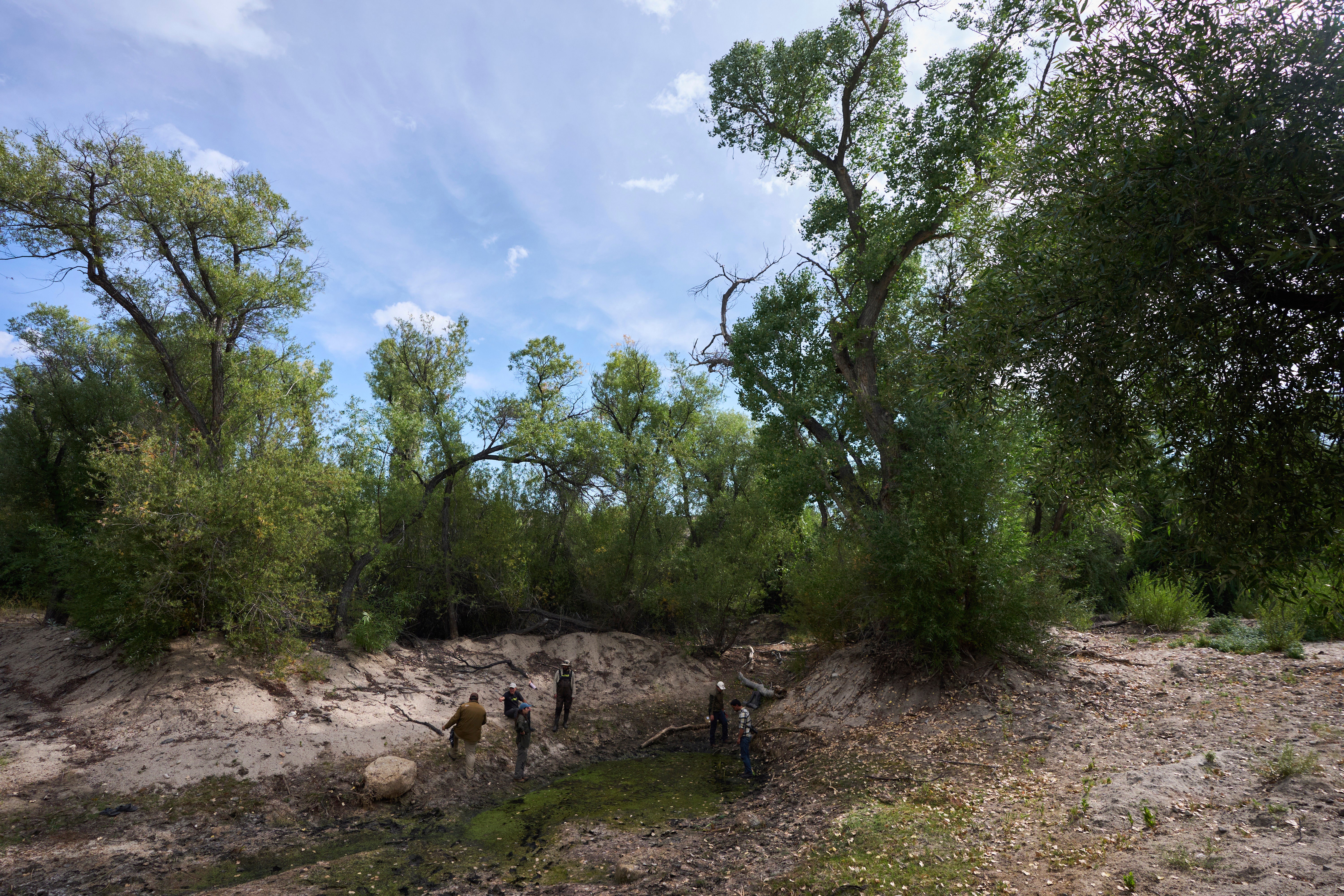 US Mexico Binational Frogs