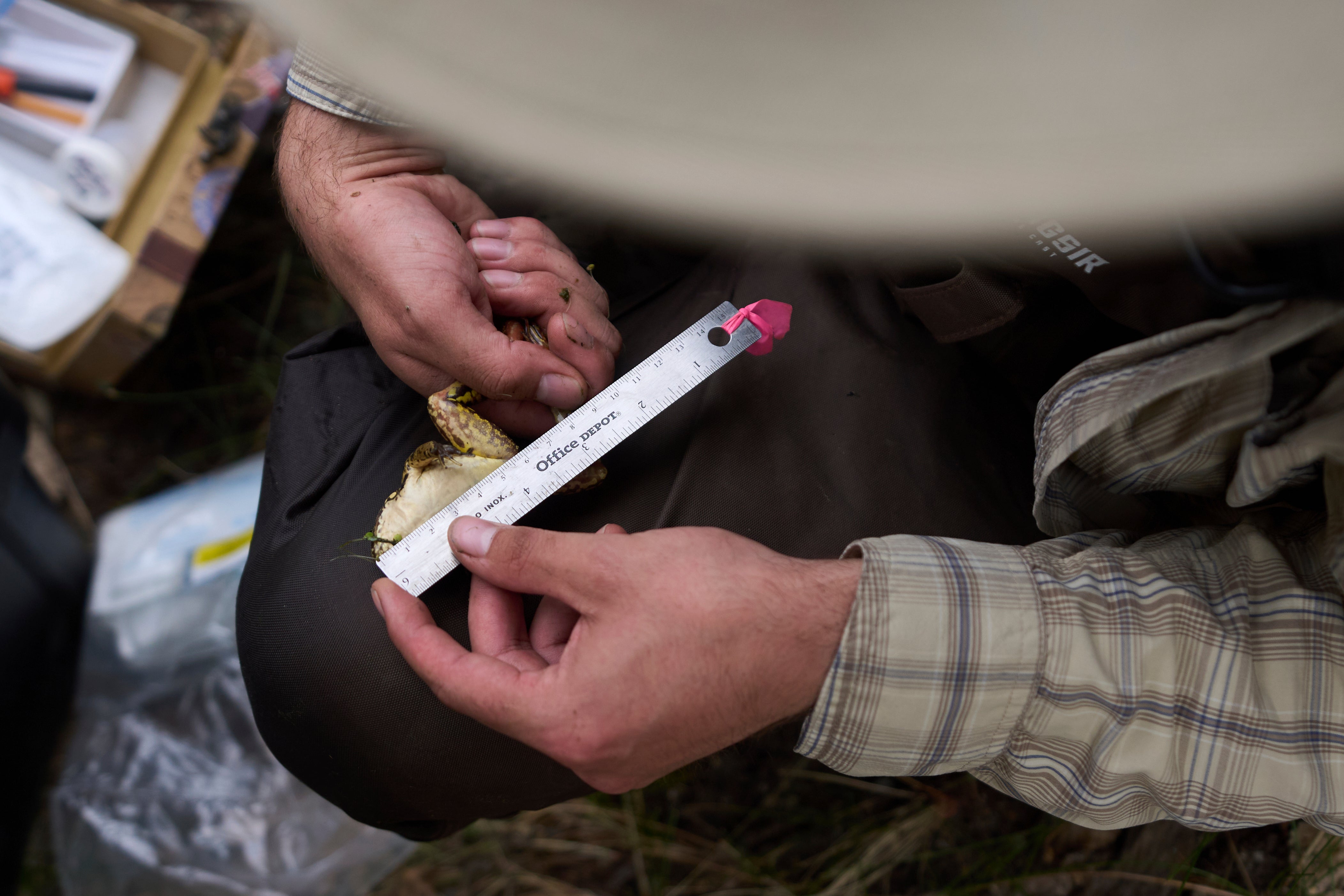 US Mexico Binational Frogs