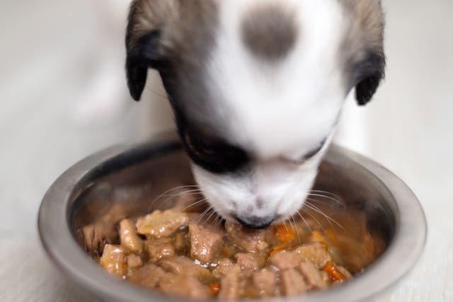 <p>Puppy eating wet food inside home on floor</p>