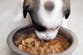 Dog and cat food recalled over salmonella and listeria concerns as FDA issues warning to owners