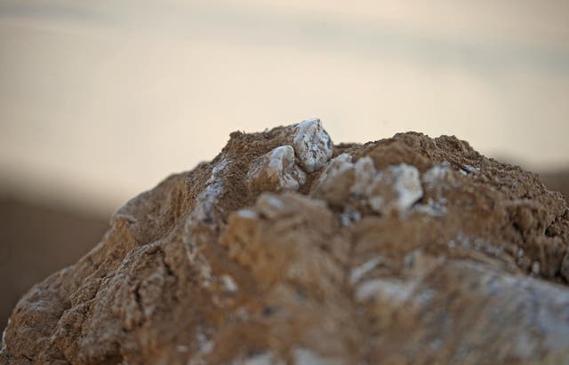 <p>A 1.8-million-year-old lower jawbone found at the excavation site in Kvemo Orozmani, Georgia</p>