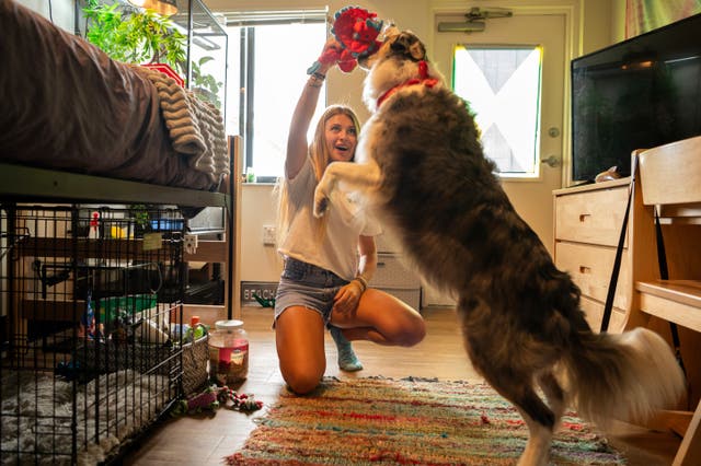 <p>Sophie Nocera, 21, a senior at Eckerd College, plays with her dog Zuco in her college dorm</p>