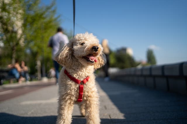 <p>Spending time with dogs has been proved to reduce biological ageing in women</p>