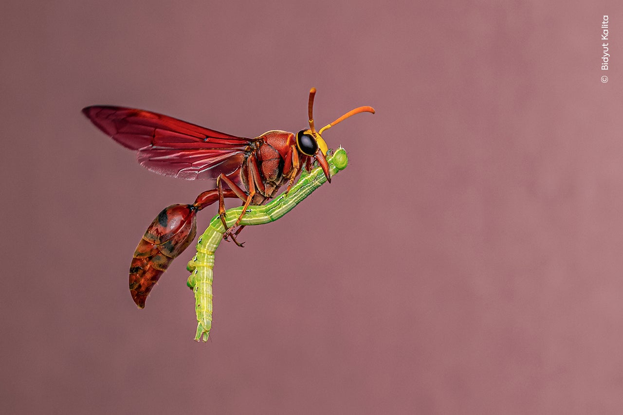 A wasp seems to fly on a broom