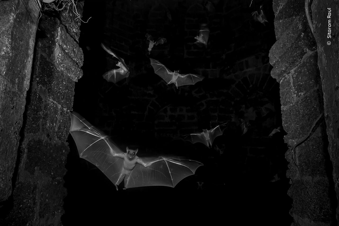 Fruit bats originate from a historic ruins in India