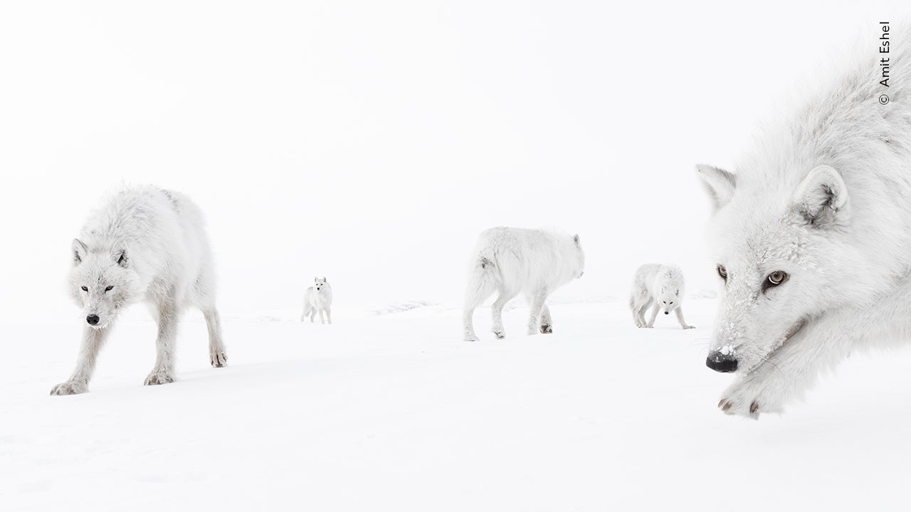 A packet of arctic wolves is painted in Canada