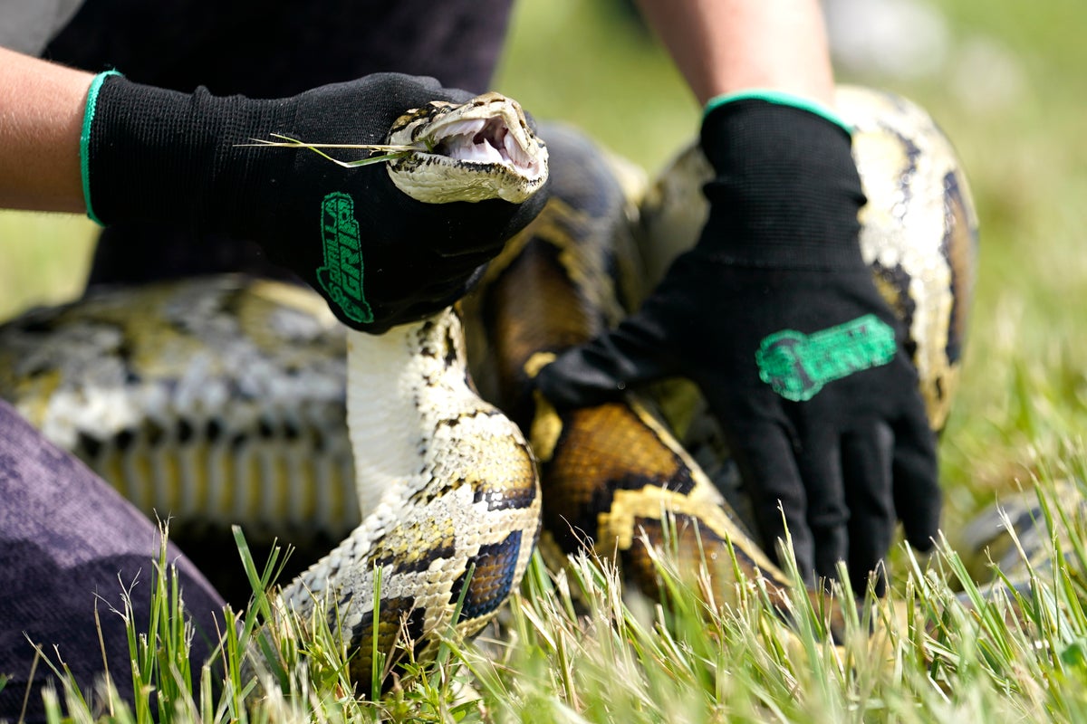 Robot rabbits the latest tool in Florida battle to control invasive Burmese pythons in Everglades