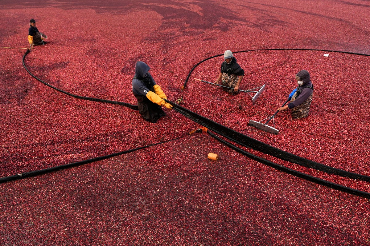 Massachusetts cranberry bogs are being given a second life as vibrant wetlands