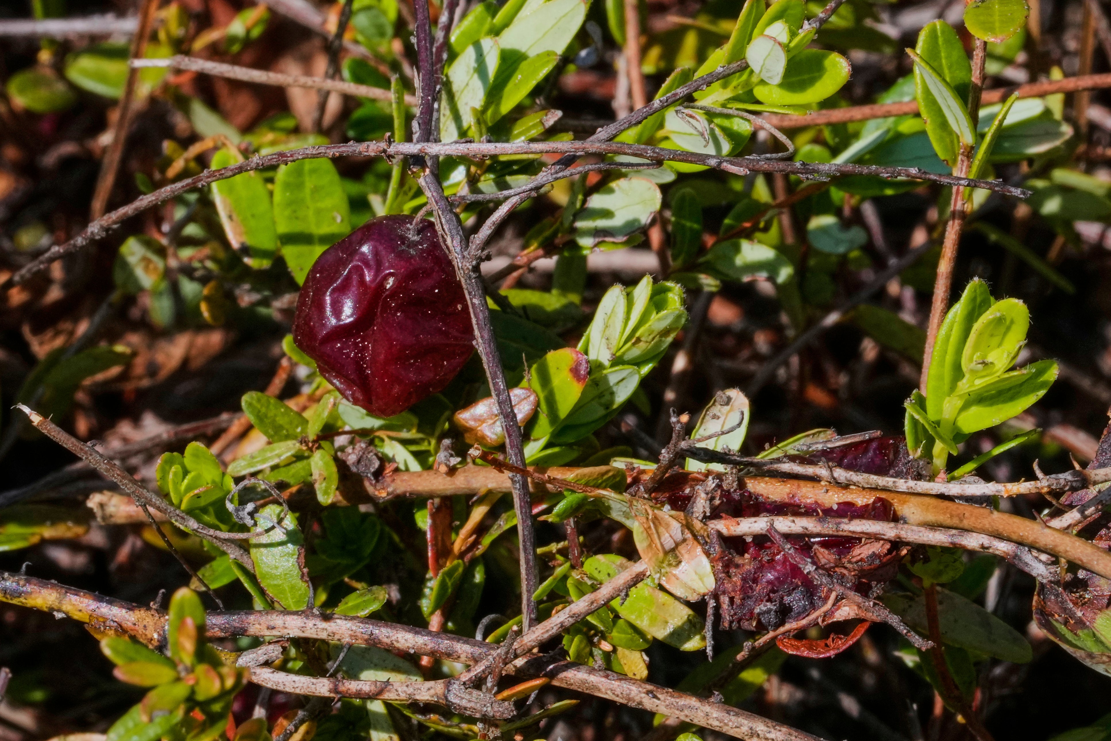 Cranberry Bogs Back to Nature
