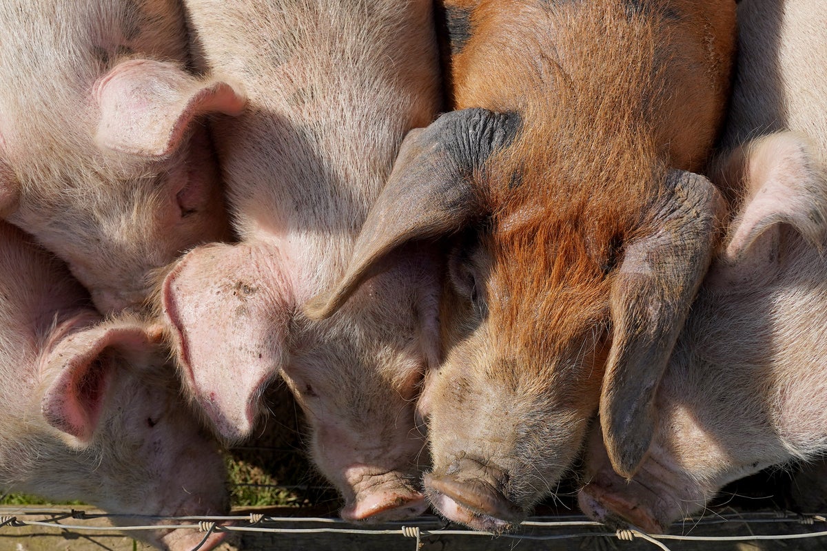 Pig and poultry farming continues to harm the environment on huge scale, report warns