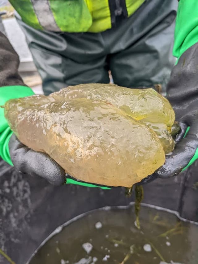 <p>While the <em>Pectinatella magnifica</em>, also known as the magnificent bryozoan, just looks like a large pile of goo, it is actually an invertebrate made up of thousands of tiny filter-feeding creatures called zooids. </p>