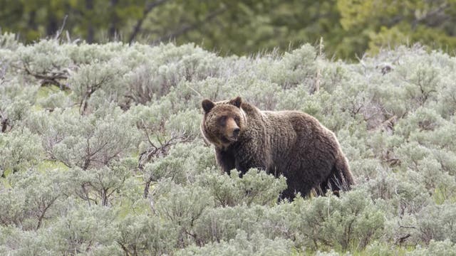 <p>A Grizzly bear (file image)</p>