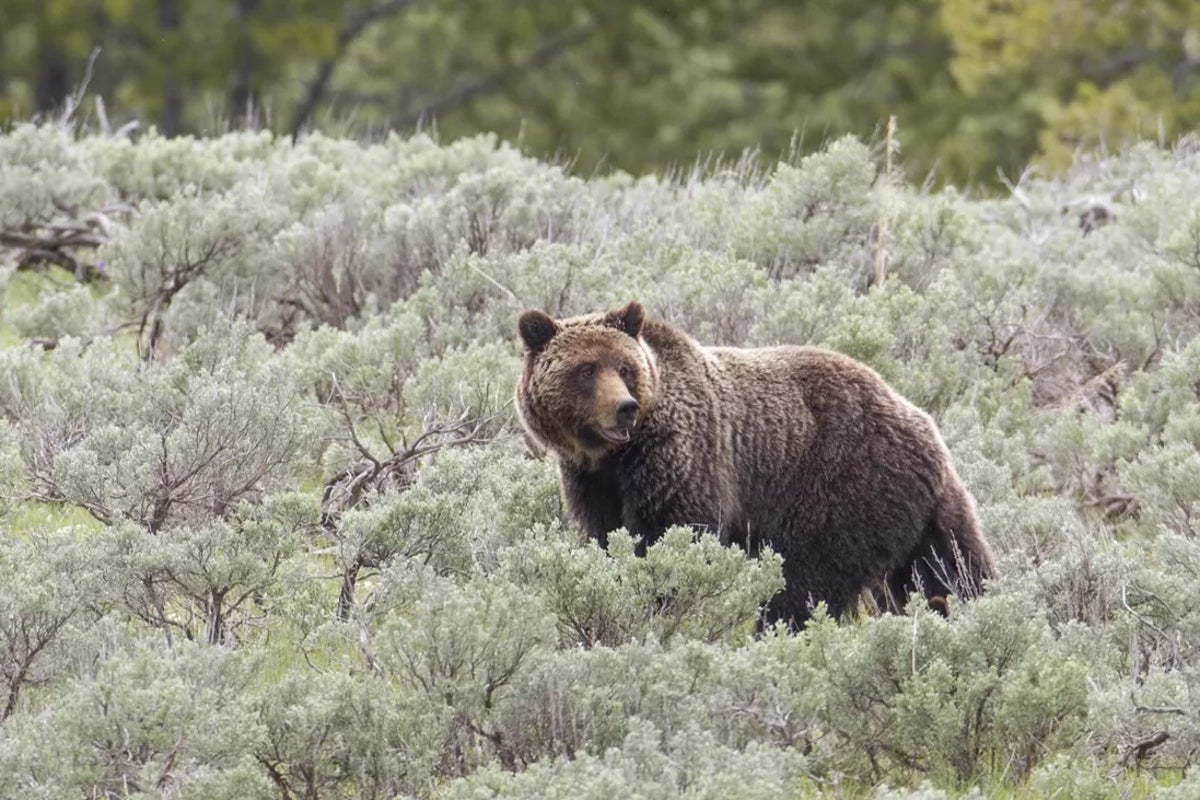 Heads up ‘tourons’! Yellowstone rangers warn public as grizzly bear capture operations begin