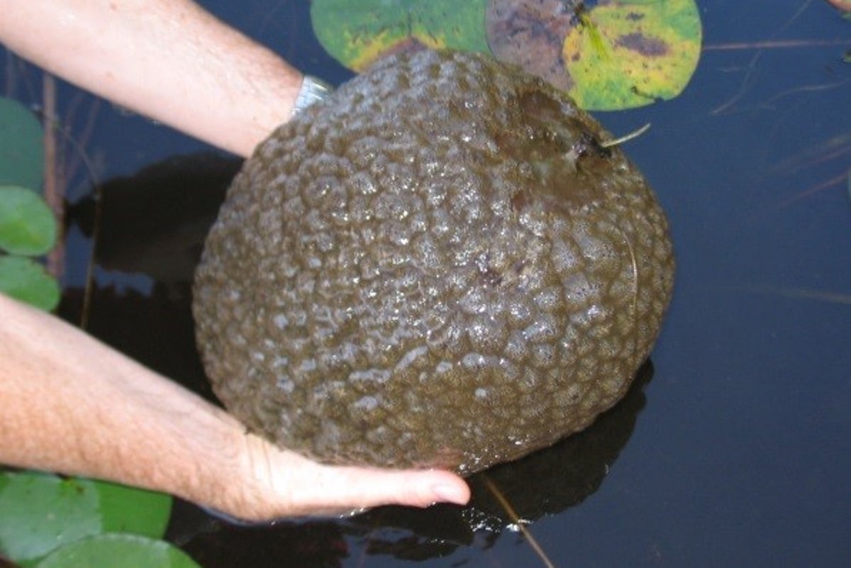 Giant ‘mutant blobs’ found floating through US waterways. Officials have now worked out what they are