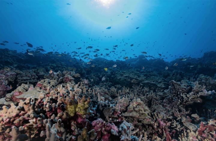 A school of fish swim above healthy coral reefs in South Kona. The region is especially vulnerable to sewage pollution