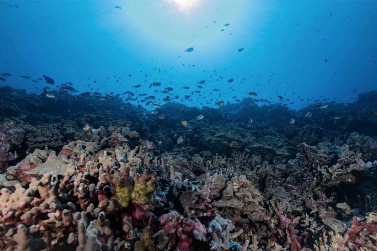 Hawaii coral reefs at risk due to sewage contamination