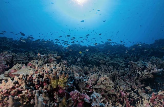 <p>Exposure to sewage pollution can kill the reefs bringing bacteria, viruses, and nutrients that lead to the growth of reef-smothering algae. </p>