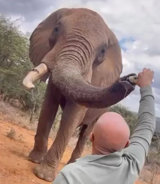 <p>This tourist was filmed pouring beer down the trunk of an elephant in Kenya</p>