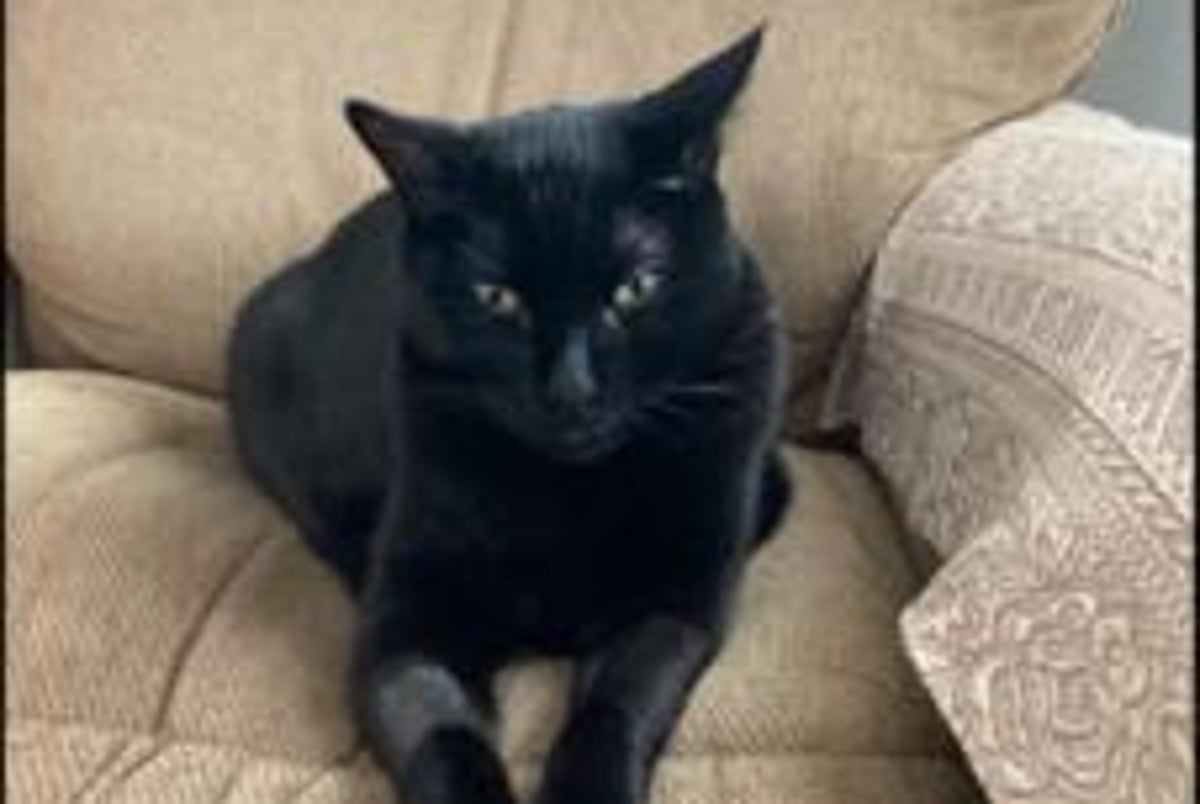 Cats may hold key to treating human cancer, scientists say
