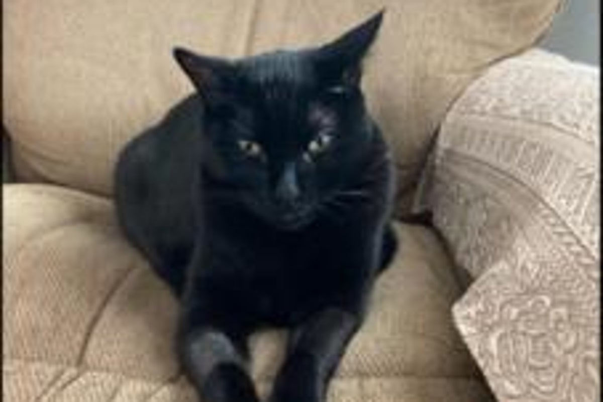 Cats may hold key to treating human cancer, scientists say Cats may hold key to treating human cancer, scientists say