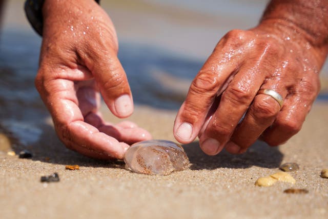 <p>A jellyfish rests on the sand at Savannah Beach in Delaware. Jellyfish sightings have spiked along the U.S. Atlantic coast this summer</p>