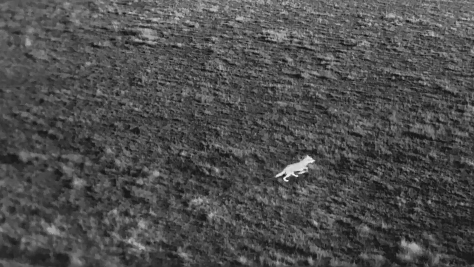 Wolf Predation Drones