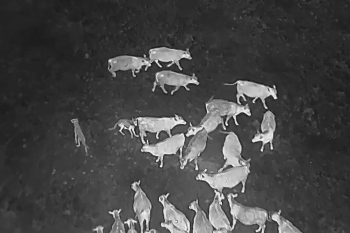 Drones blasting AC/DC and Scarlett Johannson are helping biologists protect cattle from wolves