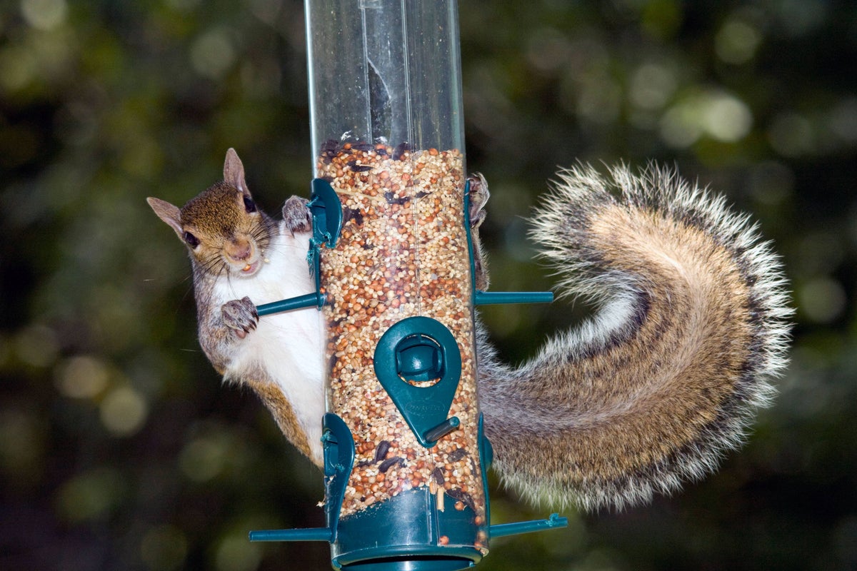 How to stop squirrels from eating your garden bird food