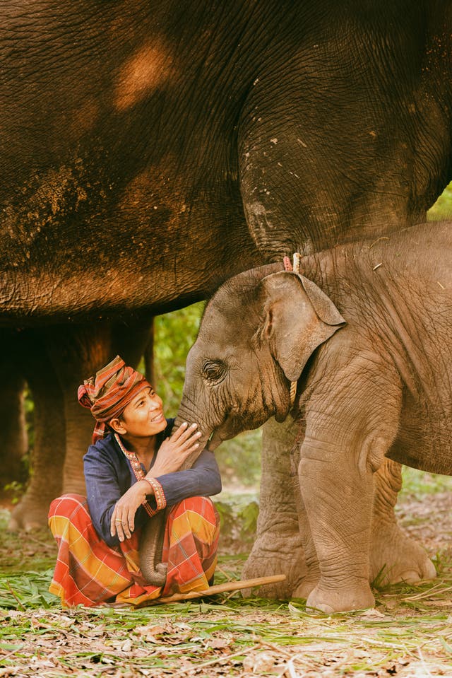 <p>From elephant freedom projects to tiger rescues, you can enjoy a wealth of ethical wildlife experiences in Thailand </p>