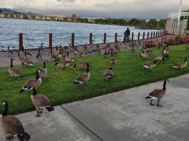 <p>A San Francisco Bay Area city plans to spend nearly $400,000 to get rid of the geese </p>