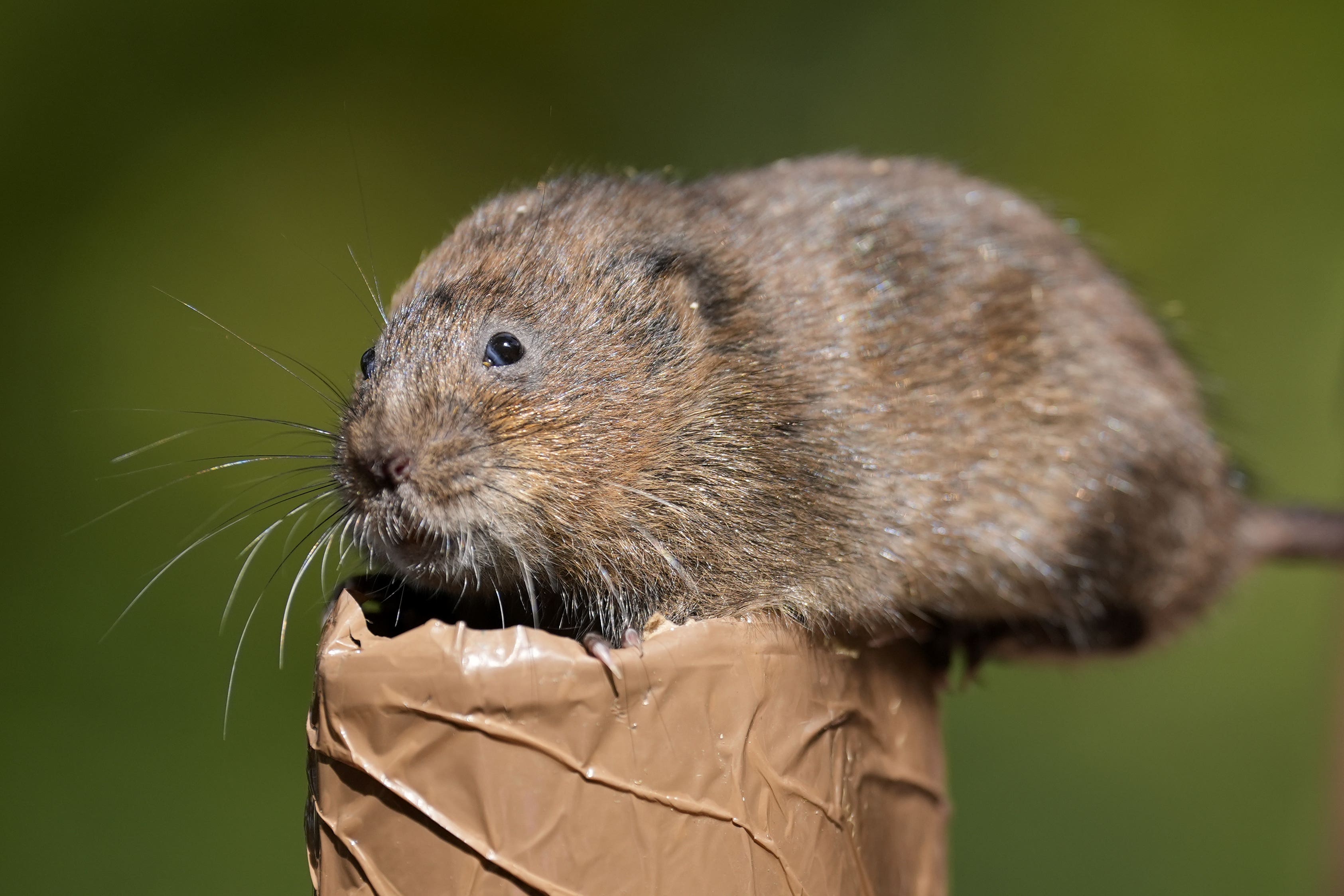 A water vole is checked before being placed into a holding pen (Andrew Matthews/PA)