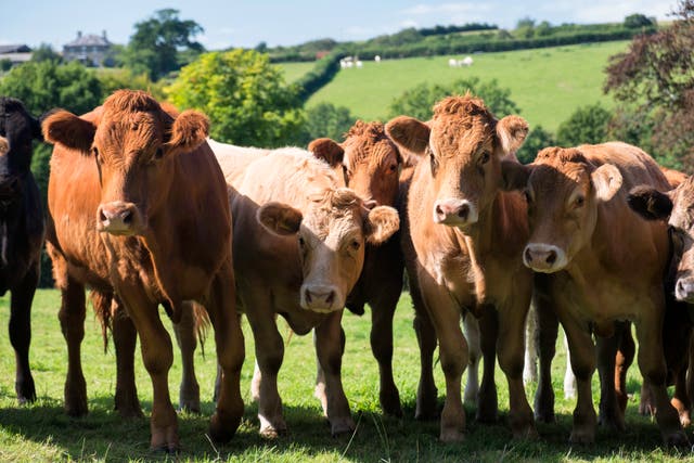 <p>File: A hiker has died after being stampeded by cows</p>