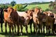 Bovine TB outbreak must be treated with the same urgency as Covid, scientists say