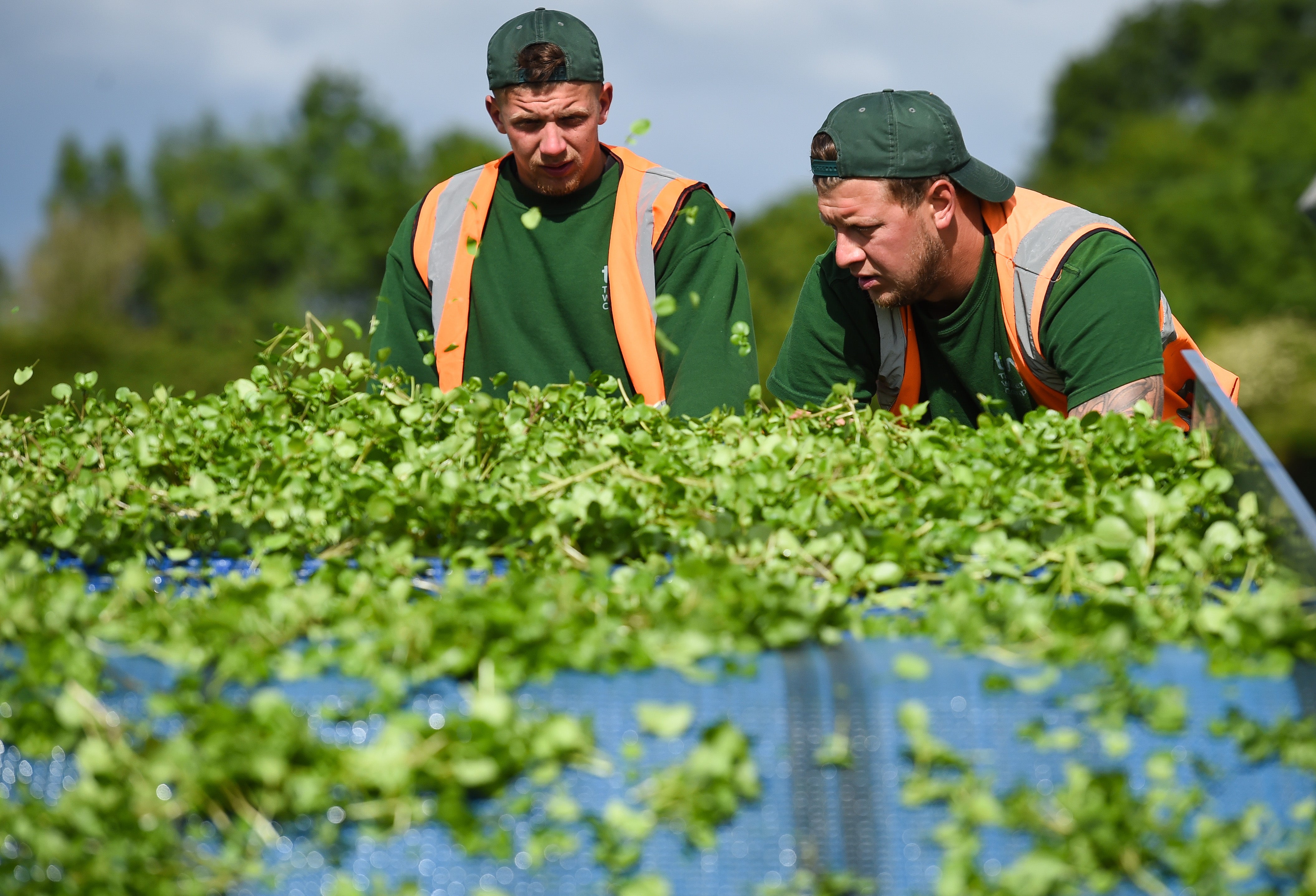 Watercress supports a healthy heart, weight loss, and can potentially reduce your risk of cancer, according to nutritional experts.
